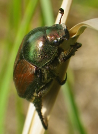 Japanese Beetle